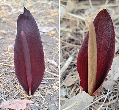 Biarum alka-galalicum