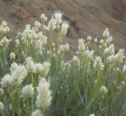 Psephellus avajiqensis