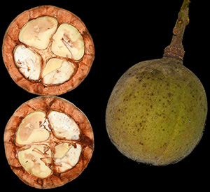 Chisocheton megathyrsus