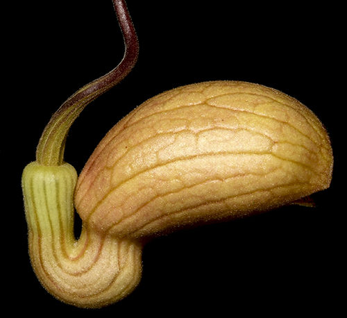 Aristolochia palatifera flower
