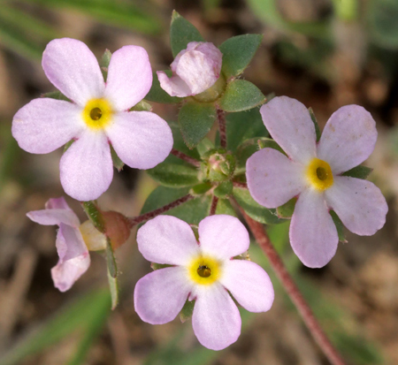 Androsace engleri