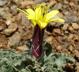 Scorzonera nikferica