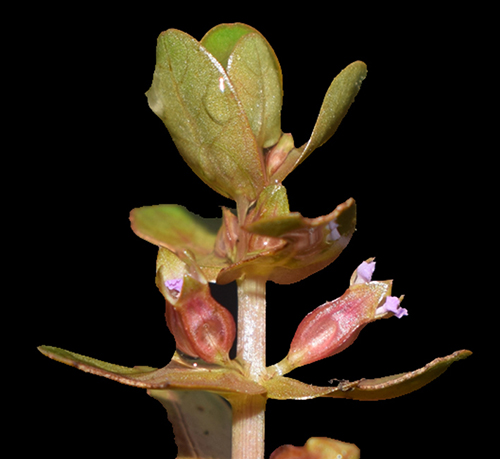 Rotala tulunadensis