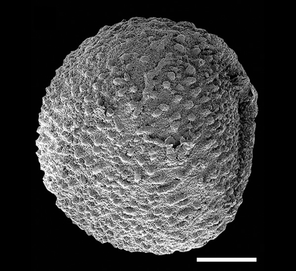 SEM image of Selaginella jobii macrospore
