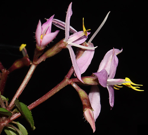 Sonerila taynguyenensis