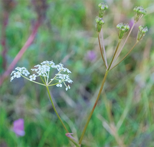 Tongoloa cuneata