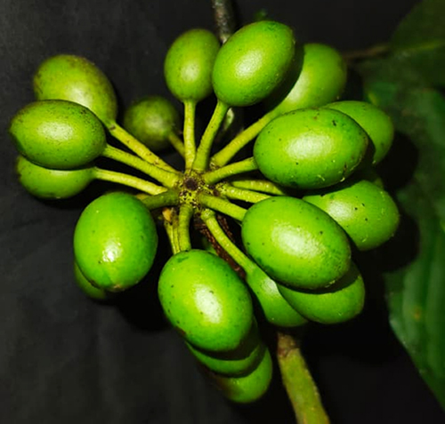 Pseuduvaria prainii fruit