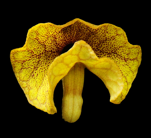 Aristolochia crispata flower
