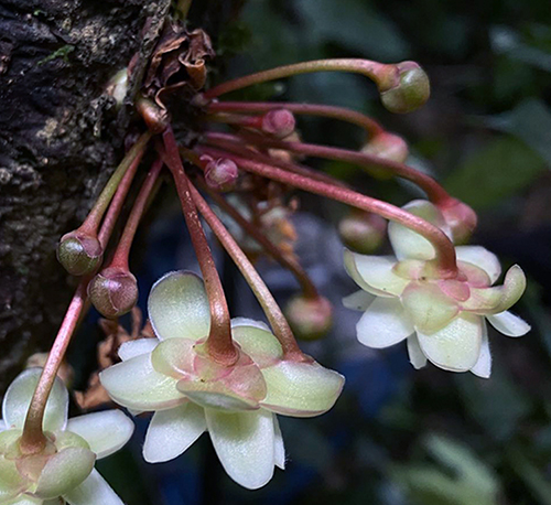 Illicium nymphiiflorum