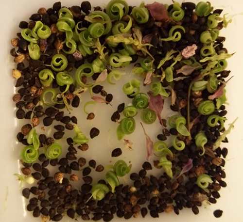 Seeds of Himalayan balsam