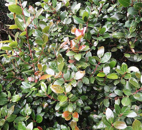 Litsea meesapulimalaiana